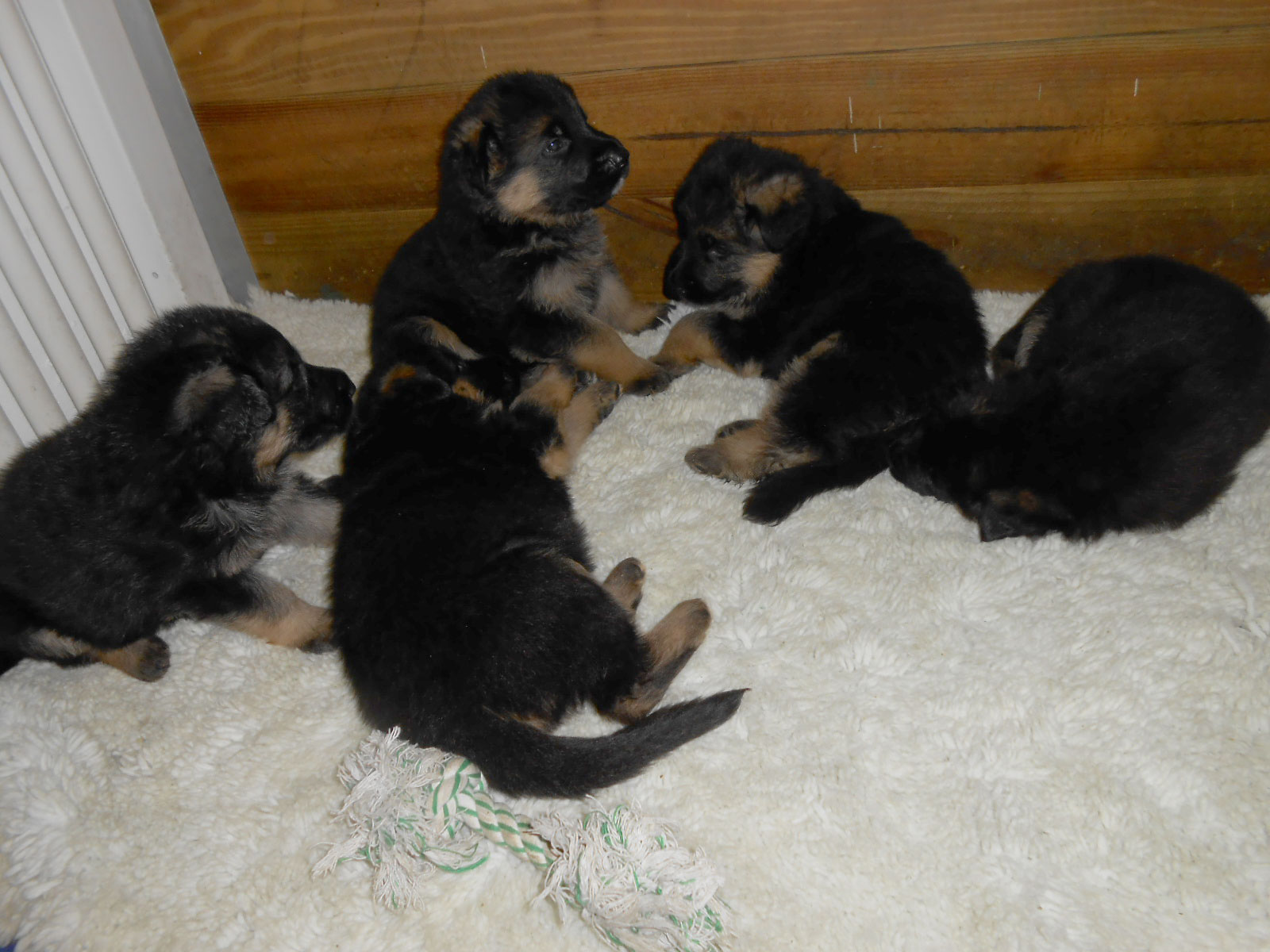 Puppies - One month