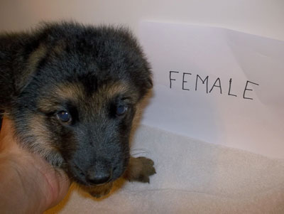 female puppy