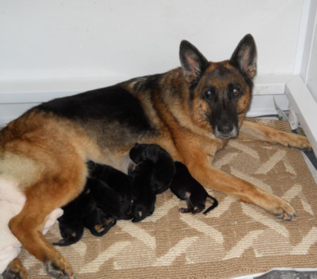 Kim/Quenn Puppies at 1 Day Old